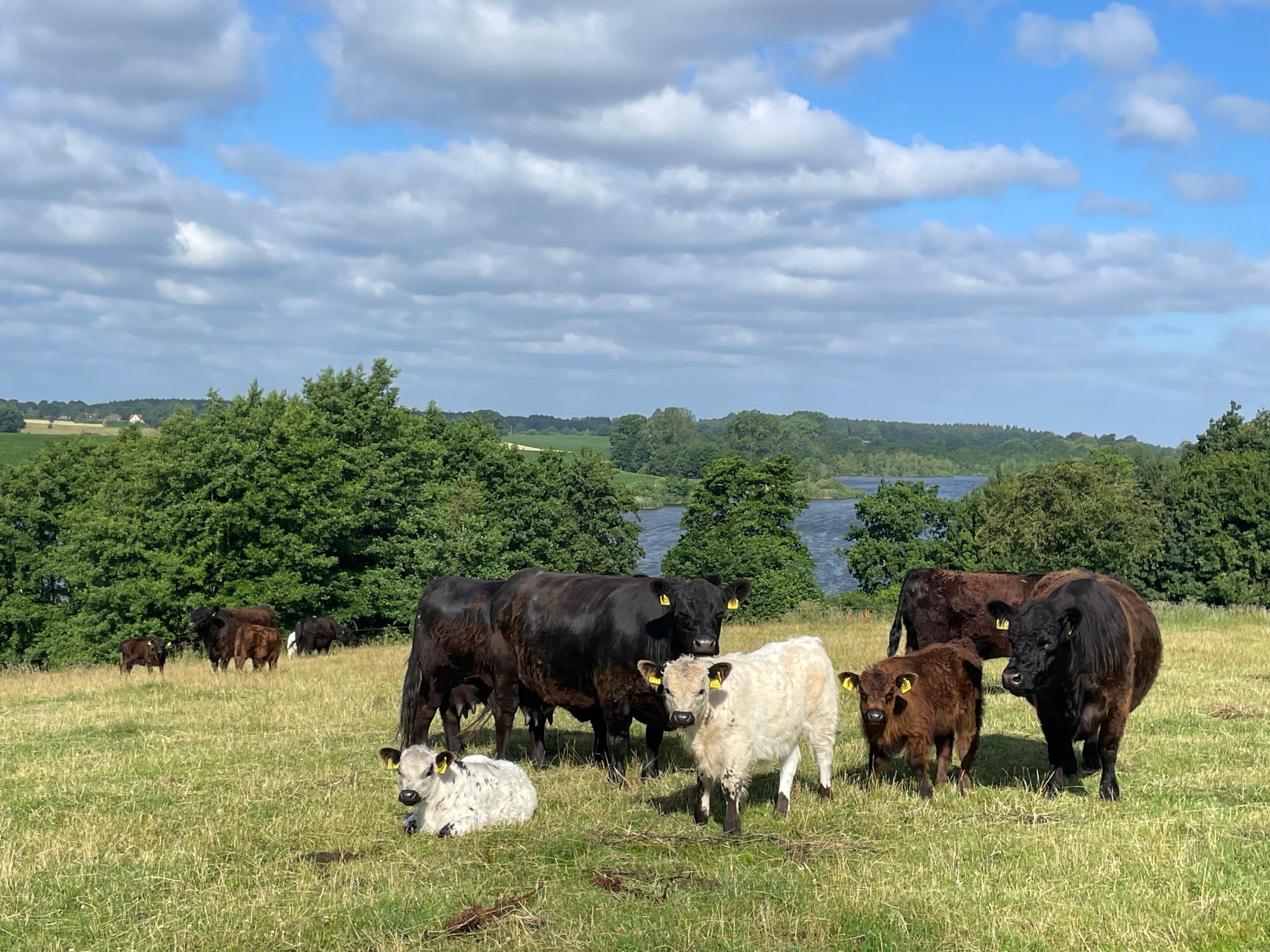 Holsteins Höfe – Landwirtschaft mit Leidenschaft